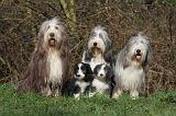 BEARDED COLLIE 367